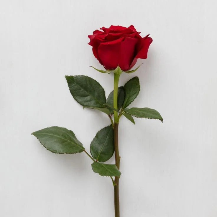 Single Stem Red Rose